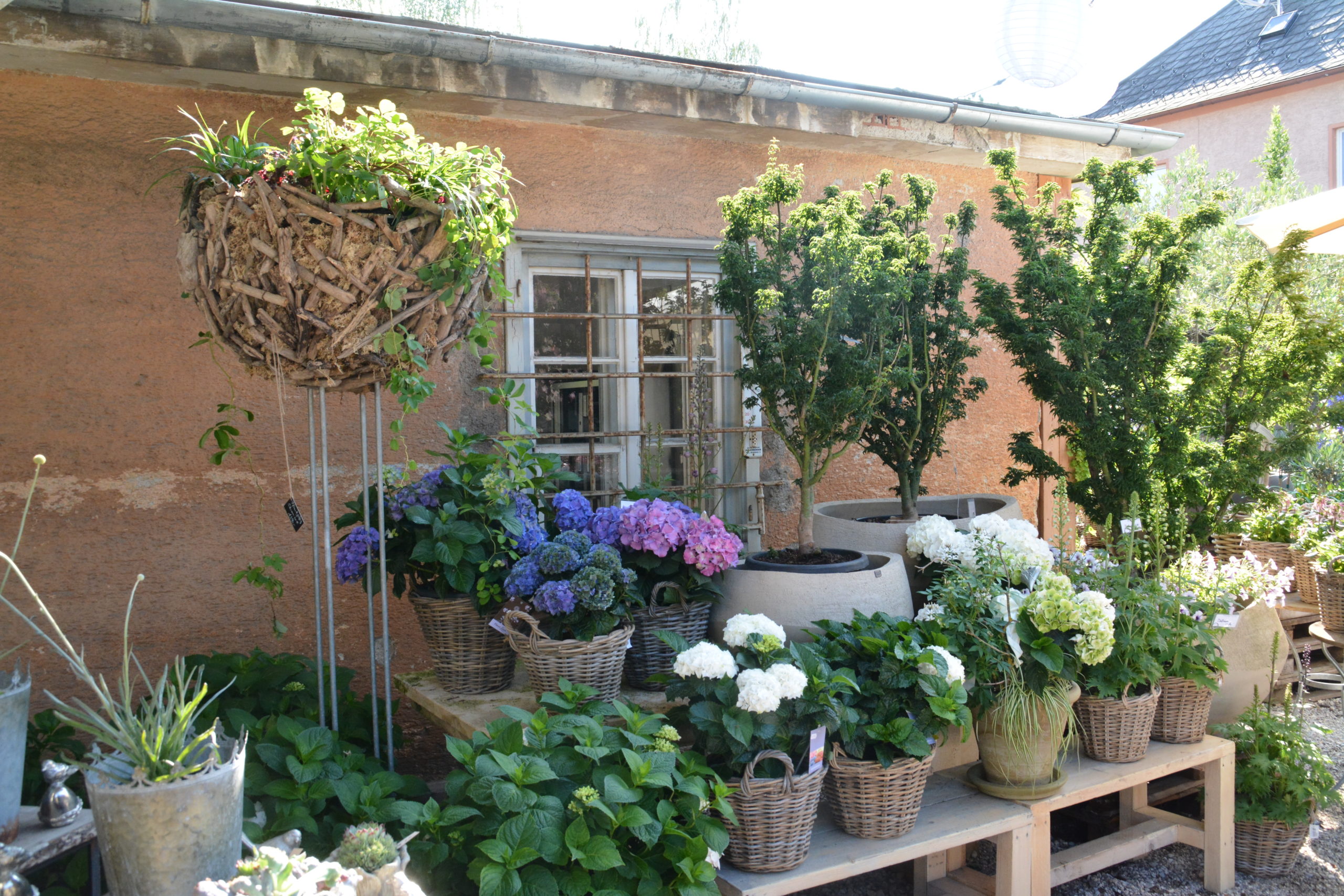 blumen lehner wels (100) Die Monatliche